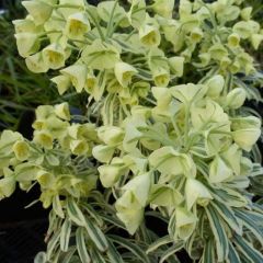 Euphorbia characias ‘Tasmanian Tiger’