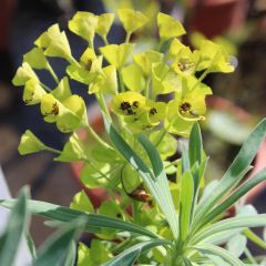 Euphorbia characias wulfenii