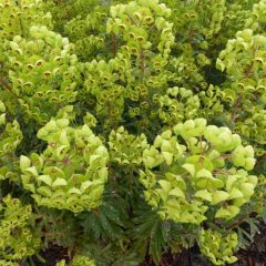 Euphorbia martinii