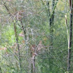 Foeniculum vulgare ‘Giant Bronze’