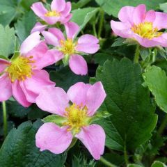 Fragaria 'Pink Panda' (= ‘Frel’)