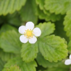 Fragaria vesca