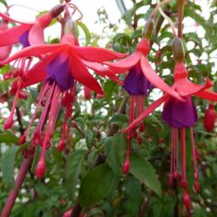 Fuchsia ‘Riccartonii’