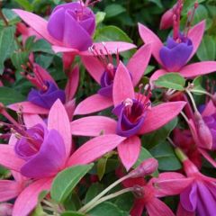 Fuchsia ‘Tom Thumb’