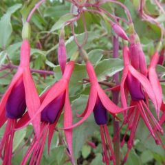 Fuchsia magelllanica ‘Tricolor’