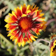 Gaillardia ‘Bremen’