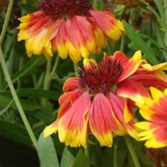 Gaillardia ‘Kobold’