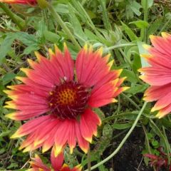 Gaillardia ‘Tokayer’