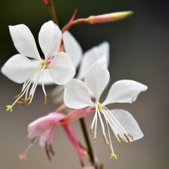 Gaura lindheimeri