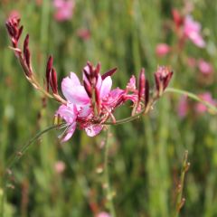 Gaura lindheimeri ‘Siskiyou Pink’®