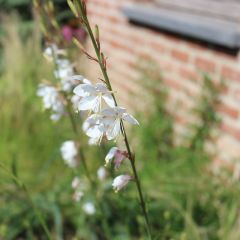 Gaura lindheimeri ‘Whirling Butterflies’