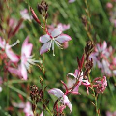 Gaura lindheimeri 'Rosy Jane'