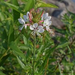 Gaura lindheimeri 'Short Form'