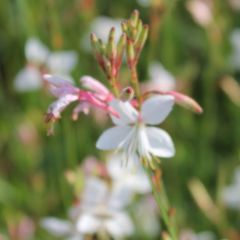 Gaura lindheimeri 'Snowstorm'®