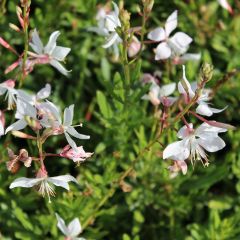 Gaura lindheimeri 'White Dove'