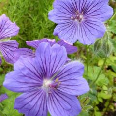 Geranium ‘Blue Blood’