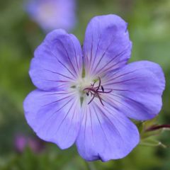 Geranium ‘Brookside’