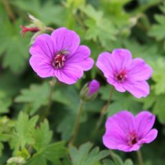 Geranium ‘Dilys’