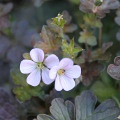 Geranium ‘Dusky Crug’