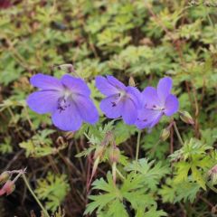 Geranium ‘Johnson’s Blue’