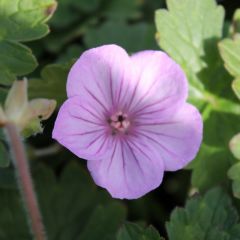 Geranium ‘Joy’