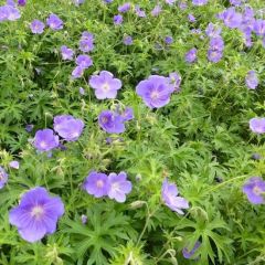 Geranium ‘Orion’