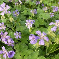 Geranium ‘Philippe Vapelle’