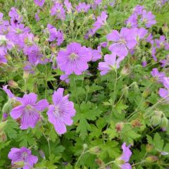 Geranium ‘Sirak’