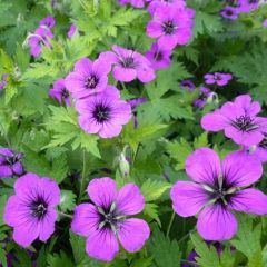 Geranium 'Anne Thomson'