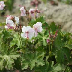 Geranium cantabrigiense ‘Biokovo’