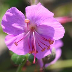 Geranium cantabrigiense ‘Cambridge’