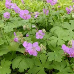 Geranium cantabrigiense ‘Karmina’