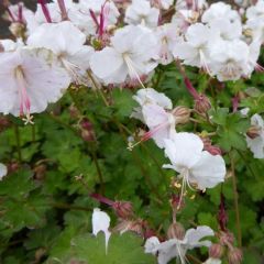 Geranium cantabrigiense ‘St Ola’