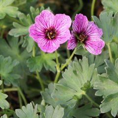 Geranium cinereum ‘Laurence Flatman’