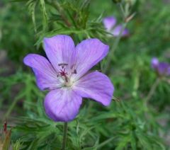 Geranium clarkei ‘Kashmir Purple’