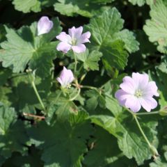 Geranium 'Dreamland'® (=Bremdream')