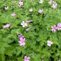 Geranium endressii