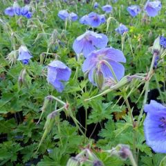 Geranium himalayense