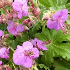 Geranium macrorrhizum