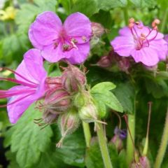 Geranium macrorrhizum ‘Bevan’s Variety’