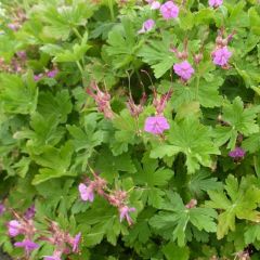 Geranium macrorrhizum ‘Czakor’