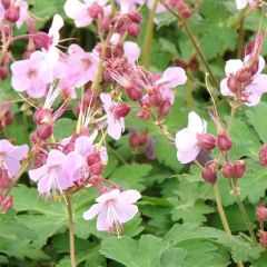 Geranium macrorrhizum ‘Ingwersen’s Variety’