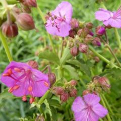 Geranium macrorrhizum ‘Olympos’