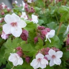 Geranium macrorrhizum ‘Spessart’