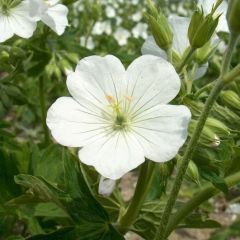 Geranium maculatum ‘Album’