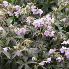 Geranium maculatum ‘Espresso’