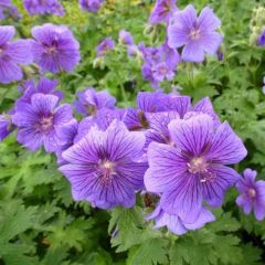 Geranium magnificum