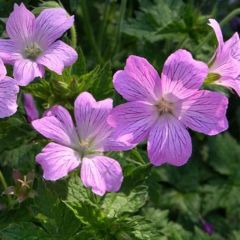 Geranium oxonianum ‘Claridge Druce’