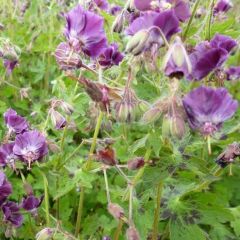 Geranium phaeum