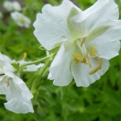 Geranium phaeum ‘Album’